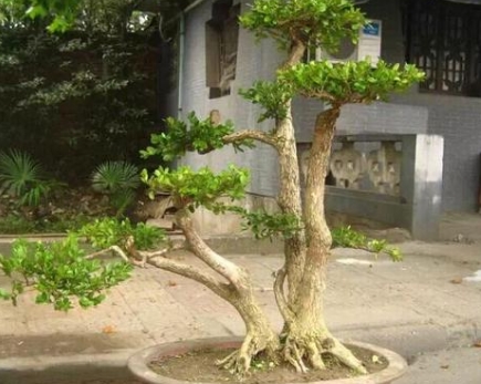 小葉黃楊稱之為“知名之樹”
