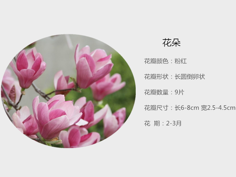 玉蘭花00_副本_副本.jpg
