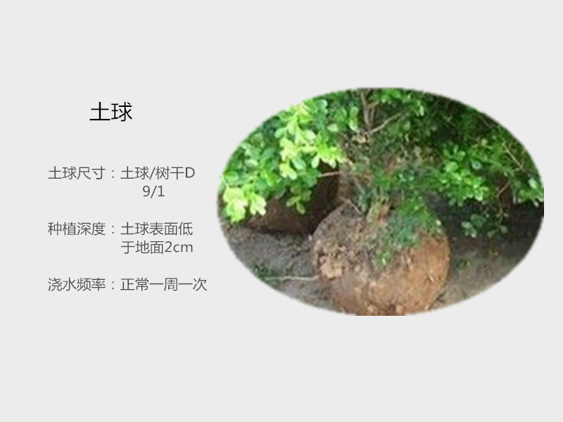小葉黃楊根00_副本_副本.jpg