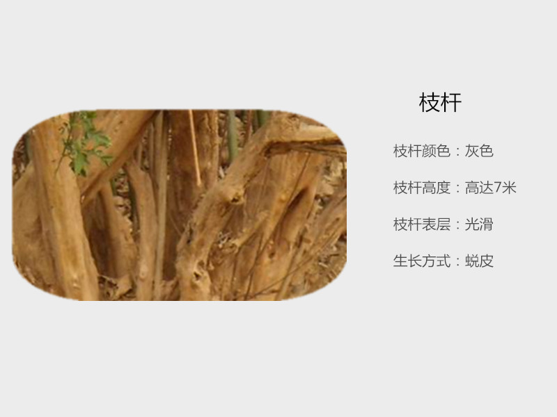 紫薇桿00_副本_副本.jpg